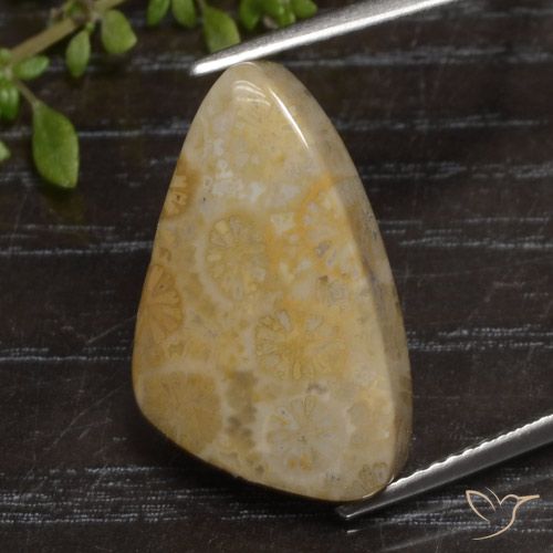 Corallo fossile Multicolore naturale da 12.04 ct, Taglio a fantasia, Opaco