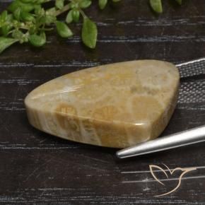 Corallo fossile Multicolore naturale da 12.04 ct, Taglio a fantasia, Opaco