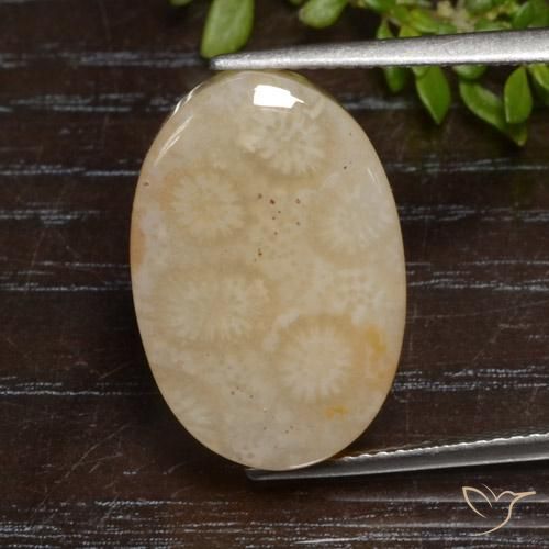 12.95ct Naturale Multicolore Corallo fossile, Ovale, Opaco