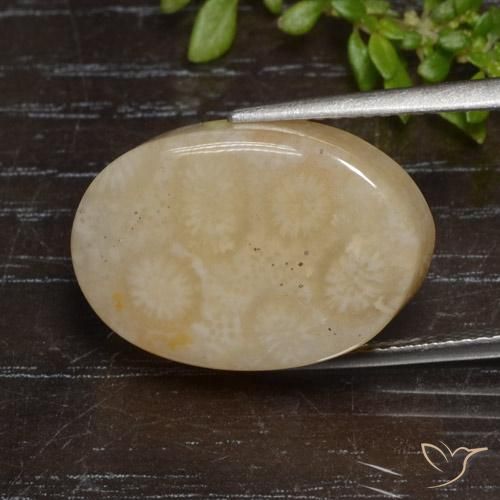 Corallo fossile Multicolore naturale da 12.95 ct, Ovale, Opaco