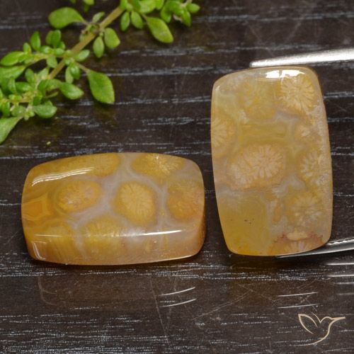 29.95ctw Naturale Multicolore Corallo fossile, Cuscino, Traslucido