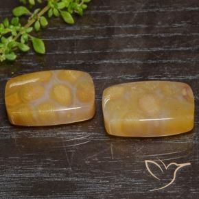 Gemme di Corallo fossile Multicolore naturale da 29.95 ct, Cuscino, Traslucido