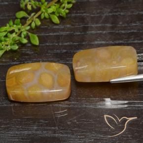 Gemme di Corallo fossile Multicolore naturale da 29.95 ct, Cuscino, Traslucido