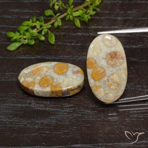 24.15ctw Naturale Multicolore Corallo fossile, Ovale, Opaco