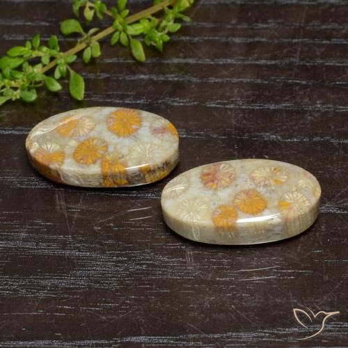 Gemme di Corallo fossile Multicolore naturale da 24.15 ct, Ovale, Opaco