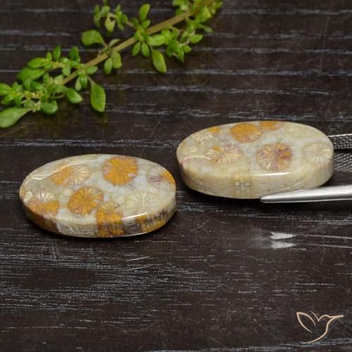 Gemme di Corallo fossile Multicolore naturale da 24.15 ct, Ovale, Opaco