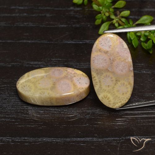 23.84ctw Naturale Multicolore Corallo fossile, Ovale, Opaco