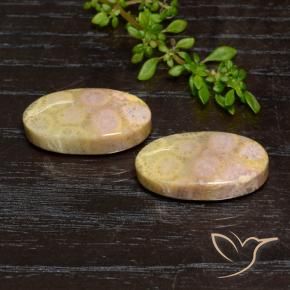 Gemme di Corallo fossile Multicolore naturale da 23.84 ct, Ovale, Opaco