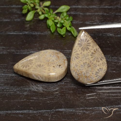 20.16ctw Naturale Multicolore Corallo fossile, Forma a pera, Opaco