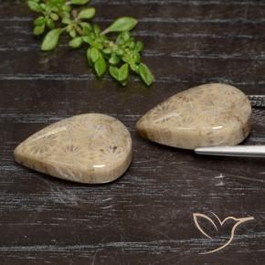 Gemme di Corallo fossile Multicolore naturale da 20.16 ct, Forma a pera, Opaco