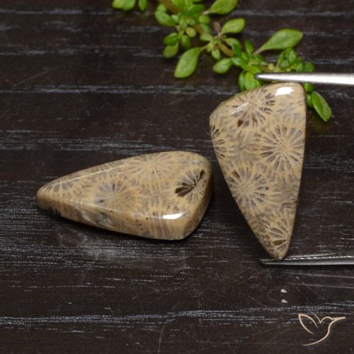 18.46ctw Naturale Multicolore Corallo fossile, Taglio a fantasia, Opaco