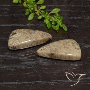 Gemme di Corallo fossile Multicolore naturale da 18.46 ct, Taglio a fantasia, Opaco