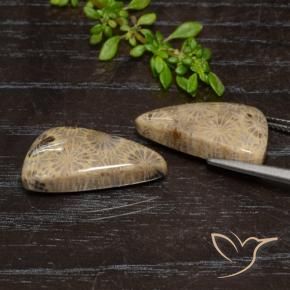 Gemme di Corallo fossile Multicolore naturale da 18.46 ct, Taglio a fantasia, Opaco