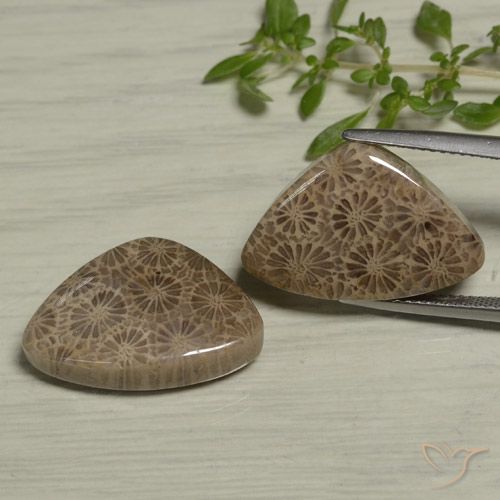 24.60ctw Naturale Multicolore Corallo fossile, Taglio trillion, Opaco