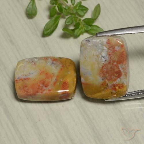 22.48ctw Naturale Multicolore Corallo fossile, Cuscino, Opaco