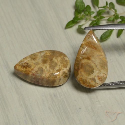 19.54ctw Naturale Multicolore Corallo fossile, Forma a pera, Opaco