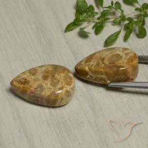 Gemme di Corallo fossile Multicolore naturale da 19.54 ct, Forma a pera, Opaco