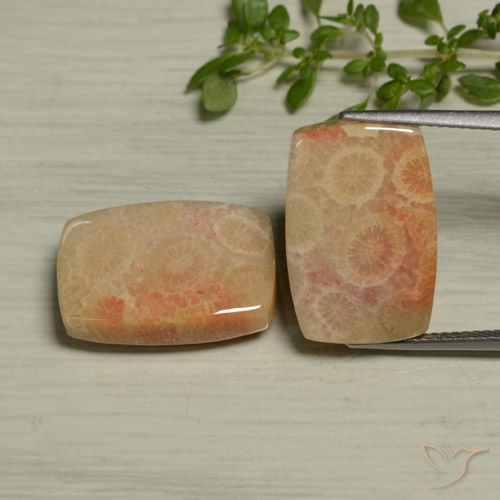24.61ctw Naturale Multicolore Corallo fossile, Cuscino, Opaco