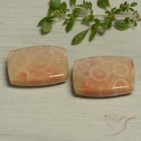 Gemme di Corallo fossile Multicolore naturale da 24.61 ct, Cuscino, Opaco