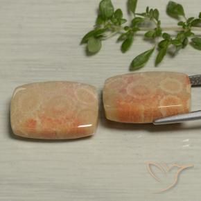 Gemme di Corallo fossile Multicolore naturale da 24.61 ct, Cuscino, Opaco