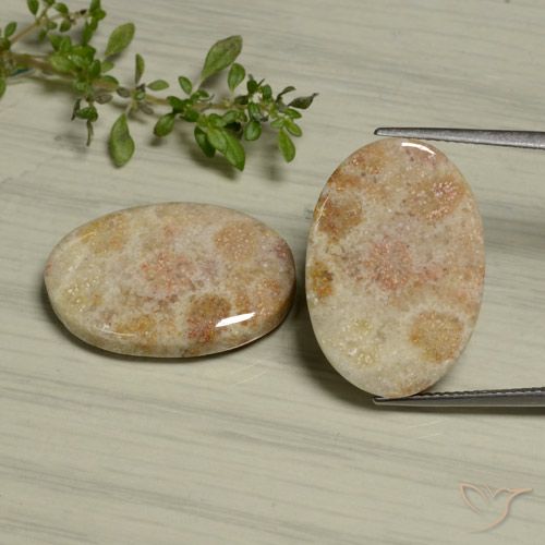29.97ctw Naturale Multicolore Corallo fossile, Ovale, Opaco