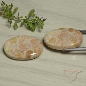 Gemme di Corallo fossile Multicolore naturale da 29.97 ct, Ovale, Opaco