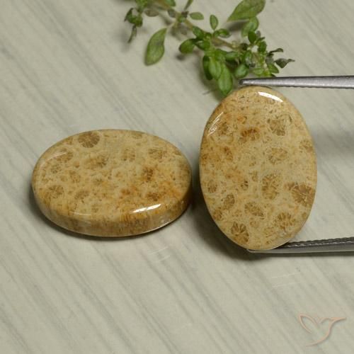 24.44ctw Naturale Multicolore Corallo fossile, Ovale, Opaco