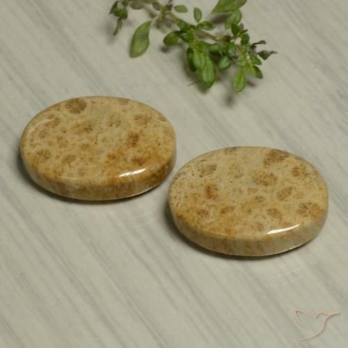 Gemme di Corallo fossile Multicolore naturale da 24.44 ct, Ovale, Opaco