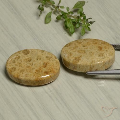 Gemme di Corallo fossile Multicolore naturale da 24.44 ct, Ovale, Opaco