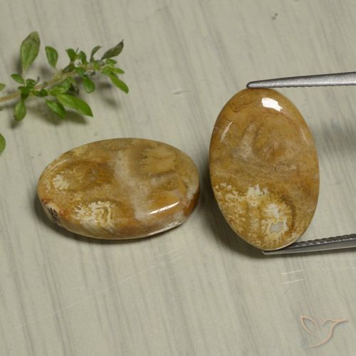 22.07ctw Naturale Multicolore Corallo fossile, Ovale, Opaco
