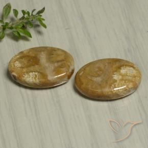 Gemme di Corallo fossile Multicolore naturale da 22.07 ct, Ovale, Opaco