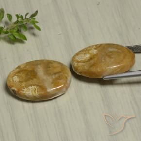 Gemme di Corallo fossile Multicolore naturale da 22.07 ct, Ovale, Opaco