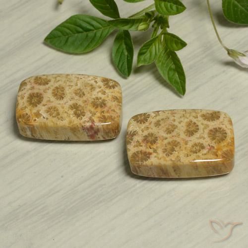 Gemme di Corallo fossile Multicolore naturale da 24.13 ct, Cuscino, Opaco