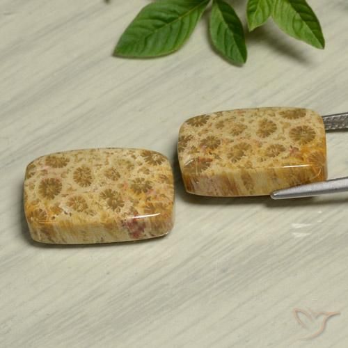 Gemme di Corallo fossile Multicolore naturale da 24.13 ct, Cuscino, Opaco