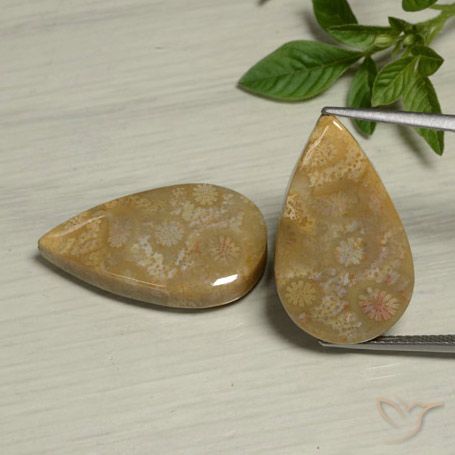 27.09ctw Naturale Multicolore Corallo fossile, Forma a pera, Opaco