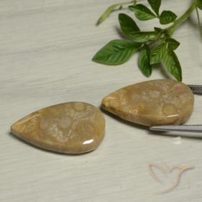 Gemme di Corallo fossile Multicolore naturale da 27.09 ct, Forma a pera, Opaco
