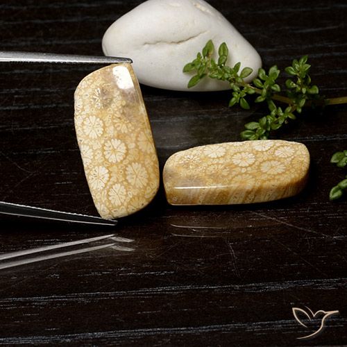 25.26ctw Naturale Multicolore Corallo fossile, Taglio a fantasia, Opaco
