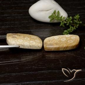 Gemme di Corallo fossile Multicolore naturale da 25.26 ct, Taglio a fantasia, Opaco