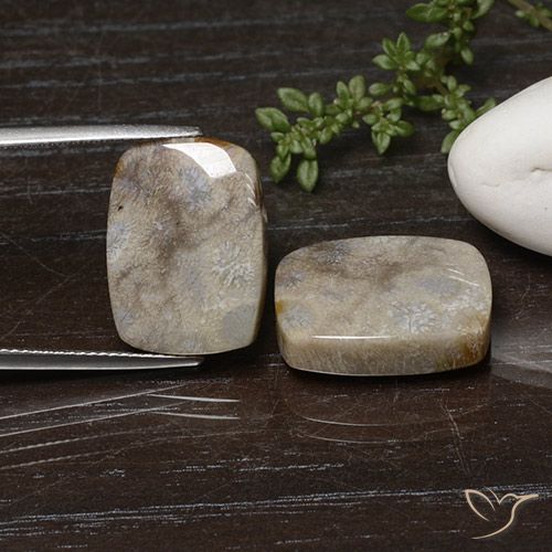25.74ctw Naturale Multicolore Corallo fossile, Cuscino, Opaco