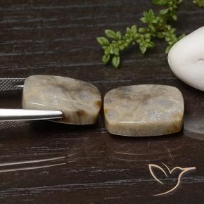Gemme di Corallo fossile Multicolore naturale da 25.74 ct, Cuscino, Opaco