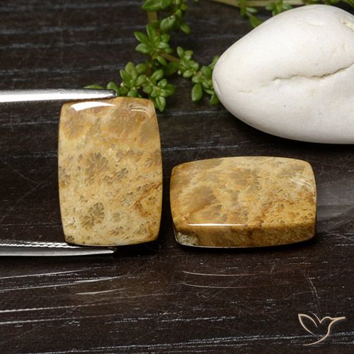 21.42ctw Naturale Multicolore Corallo fossile, Cuscino, Opaco