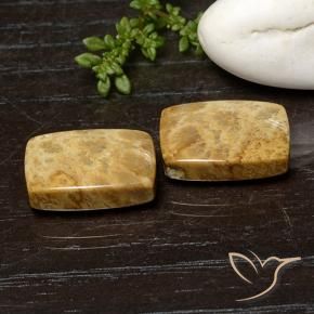 Gemme di Corallo fossile Multicolore naturale da 21.42 ct, Cuscino, Opaco