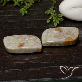 Gemme di Corallo fossile Multicolore naturale da 25.07 ct, Taglio a fantasia, Opaco