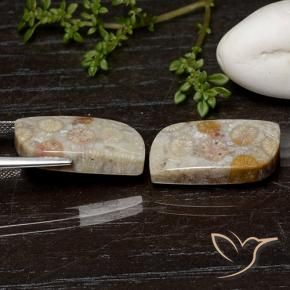 Gemme di Corallo fossile Multicolore naturale da 25.07 ct, Taglio a fantasia, Opaco