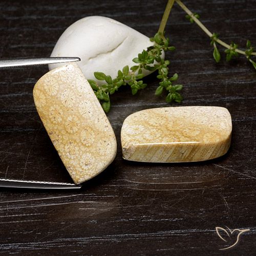 35.20ctw Naturale Multicolore Corallo fossile, Taglio a fantasia, Opaco