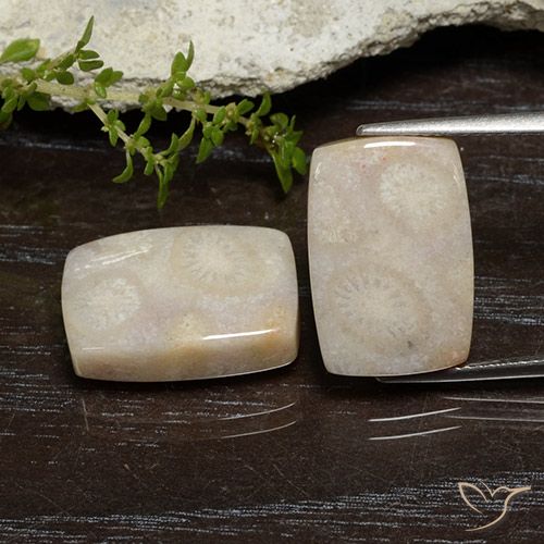 21.67ctw Naturale Multicolore Corallo fossile, Cuscino, Opaco