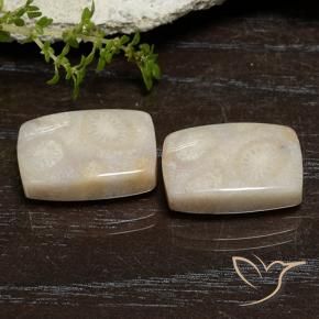 Gemme di Corallo fossile Multicolore naturale da 21.67 ct, Cuscino, Opaco