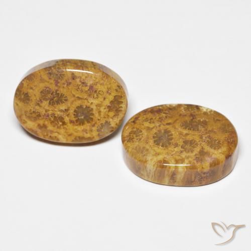 Gemme di Corallo fossile Multicolore naturale da 21.12 ct, Ovale, Opaco