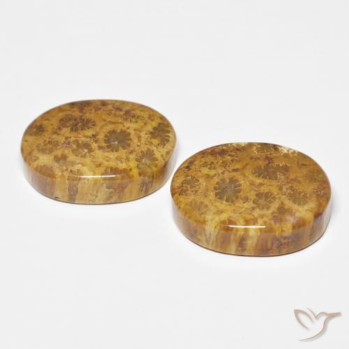 Gemme di Corallo fossile Multicolore naturale da 21.12 ct, Ovale, Opaco