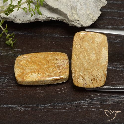 26.68ctw Naturale Multicolore Corallo fossile, Cuscino, Opaco
